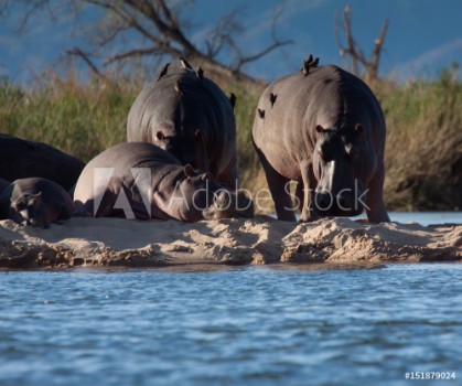 Bild på Hippos on the Zambezi River Zimbabwe and Zambia